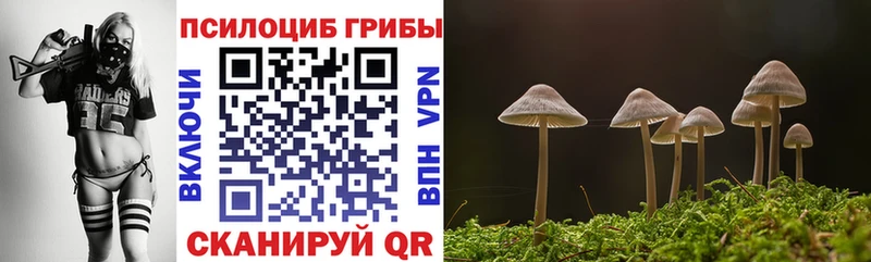 mega   Вольск  Галлюциногенные грибы Psilocybine cubensis 