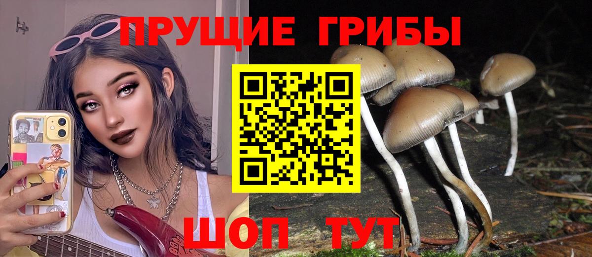Вольск  Псилоцибиновые грибы Cubensis  где можно купить   Вход с VPN 